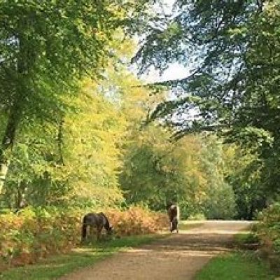 New Forest